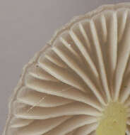 Слика од Mycena epipterygia (Scop.) Gray 1821