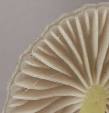 Image of Mycena epipterygia (Scop.) Gray 1821