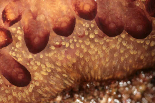 Image of Colonial tunicate