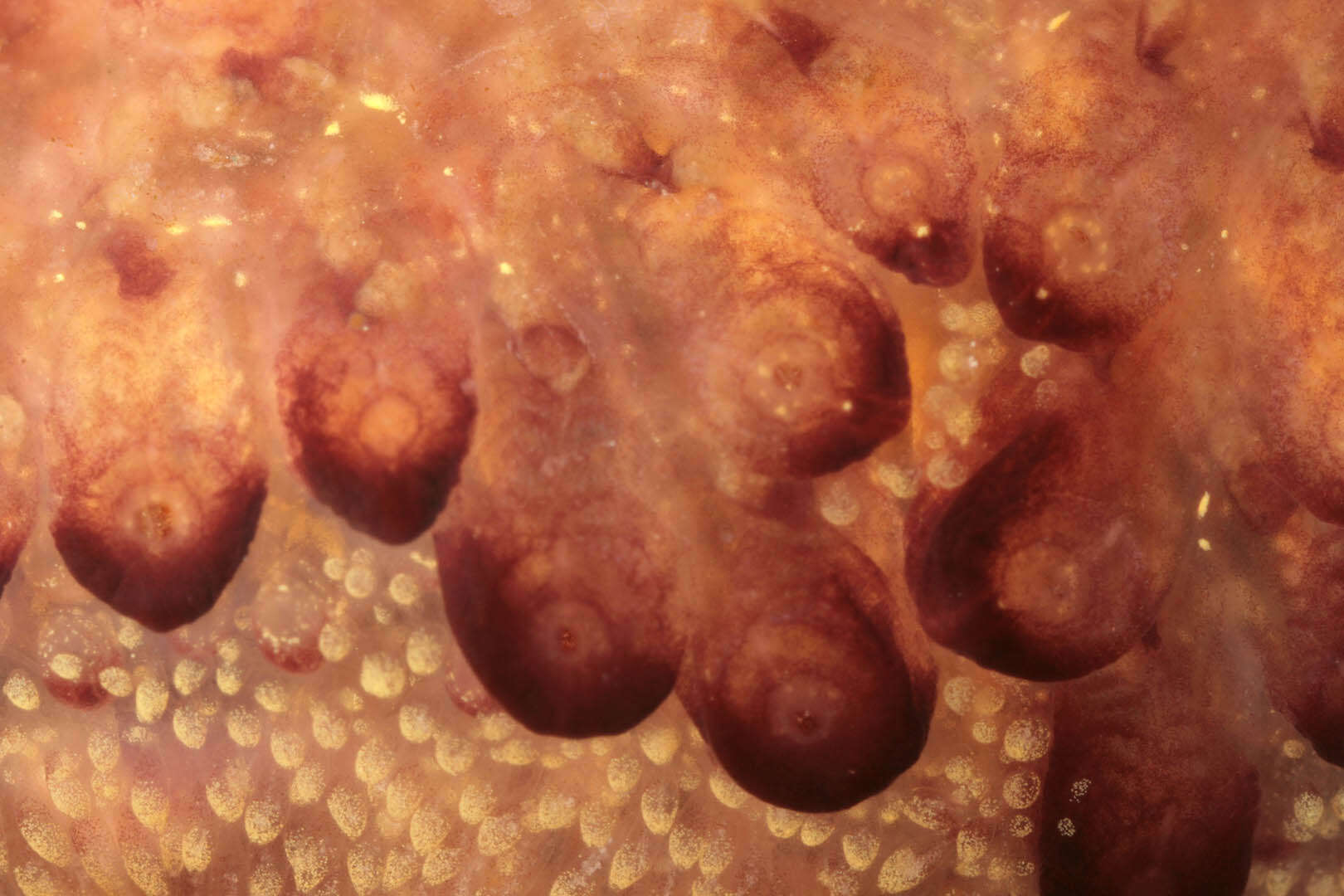 Image of Colonial tunicate