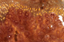 Image of Colonial tunicate