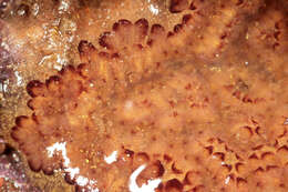 Image of Colonial tunicate