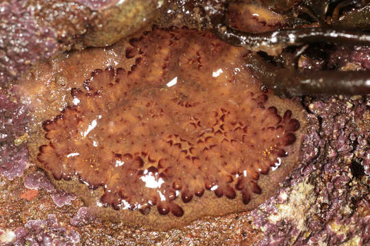 Image of Colonial tunicate