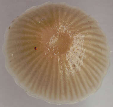 Image of Mycena epipterygia (Scop.) Gray 1821