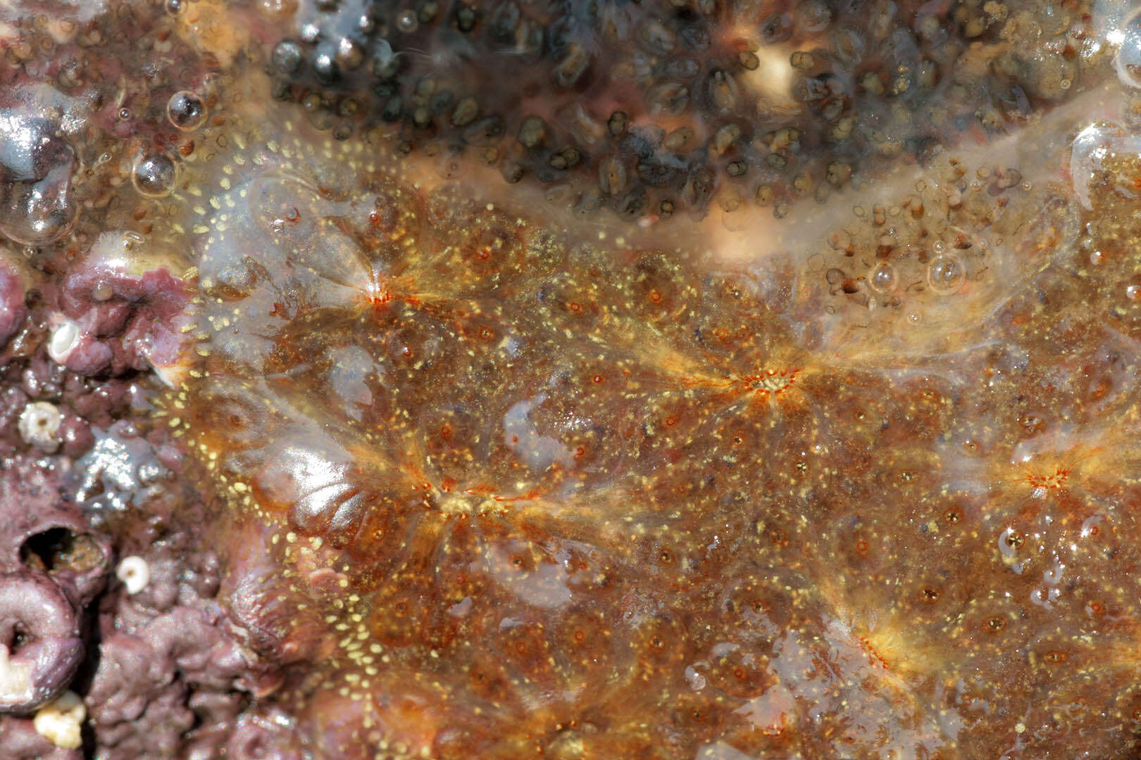 Image of Colonial tunicate