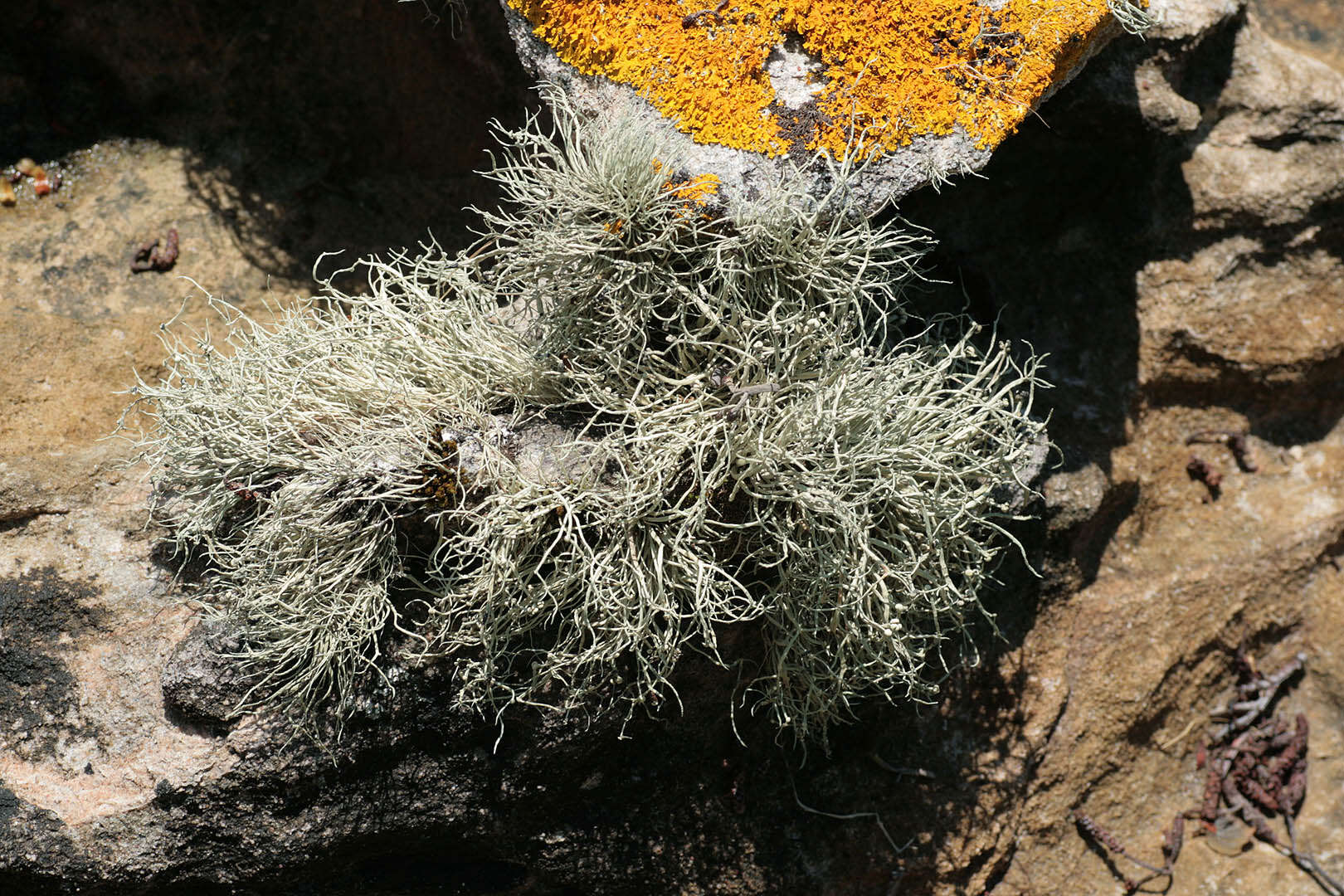 Image of Ramalina siliquosa