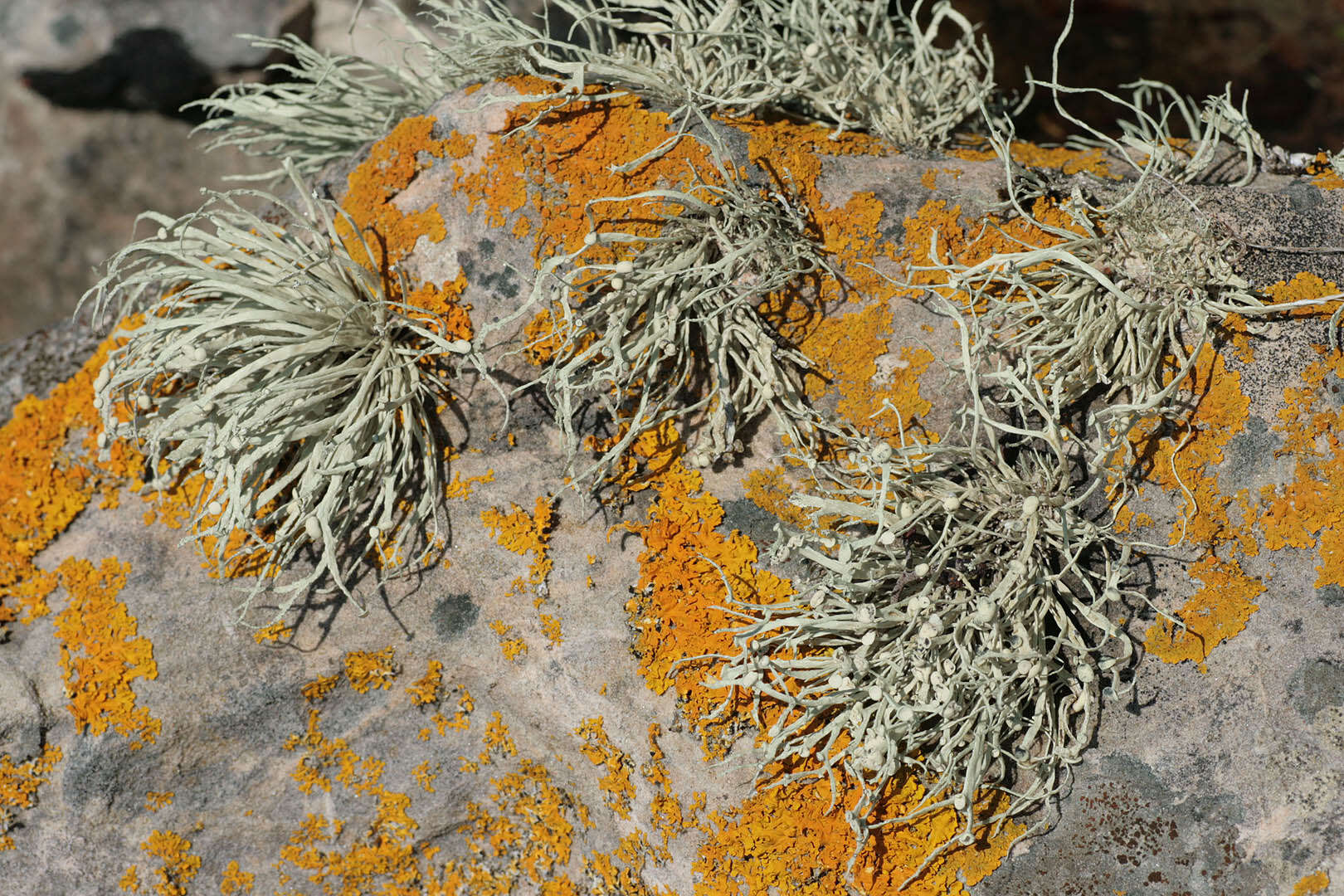 Image of Ramalina siliquosa