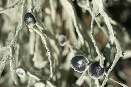 Image of usnea lichenoconium lichen