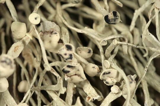 Image of usnea lichenoconium lichen