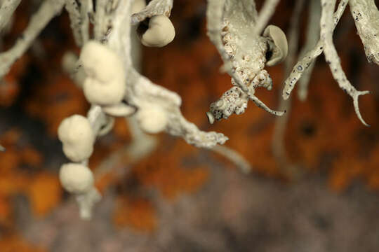 Image of usnea lichenoconium lichen