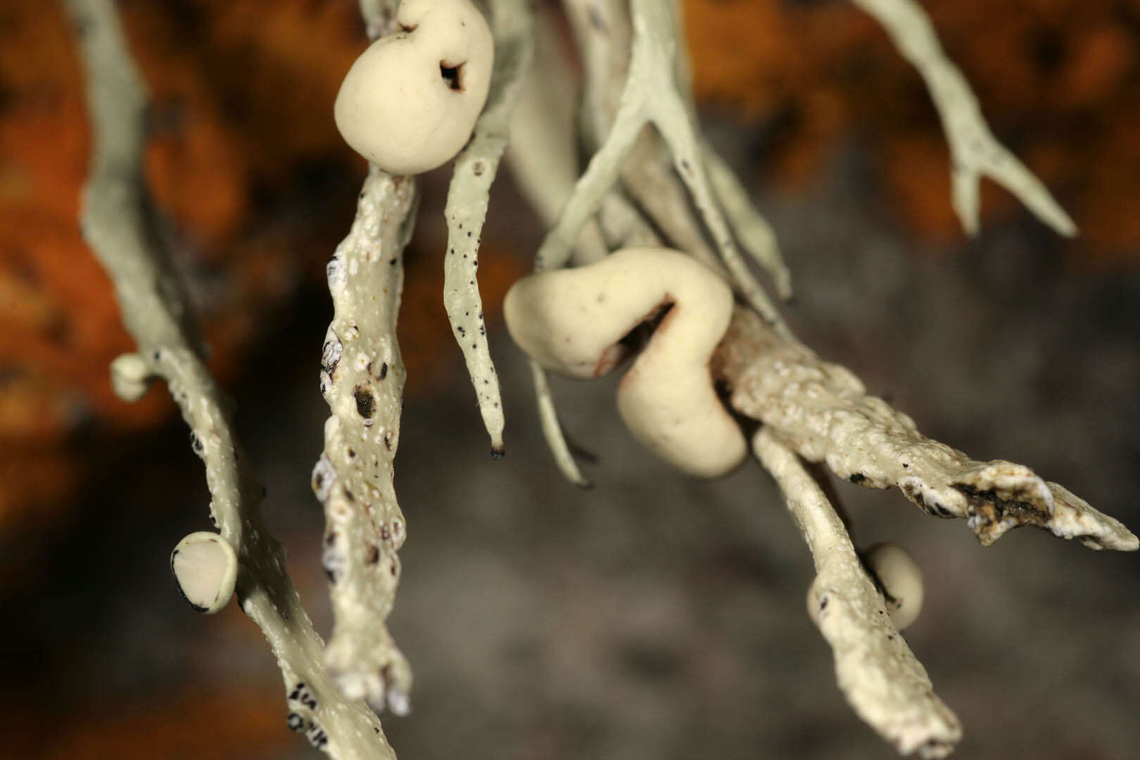 Image of usnea lichenoconium lichen