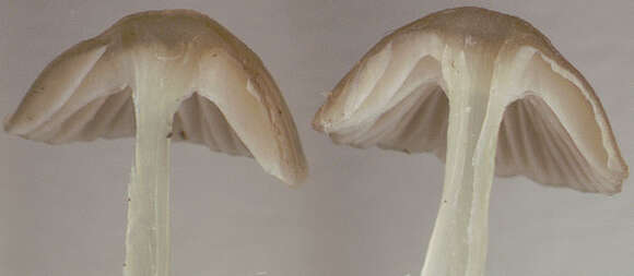 Image of Mycena epipterygia (Scop.) Gray 1821