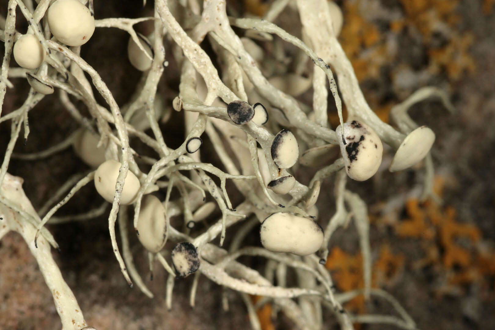 Image of usnea lichenoconium lichen