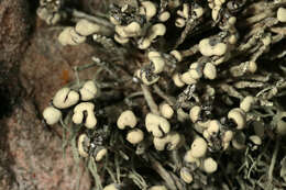 Image of usnea lichenoconium lichen