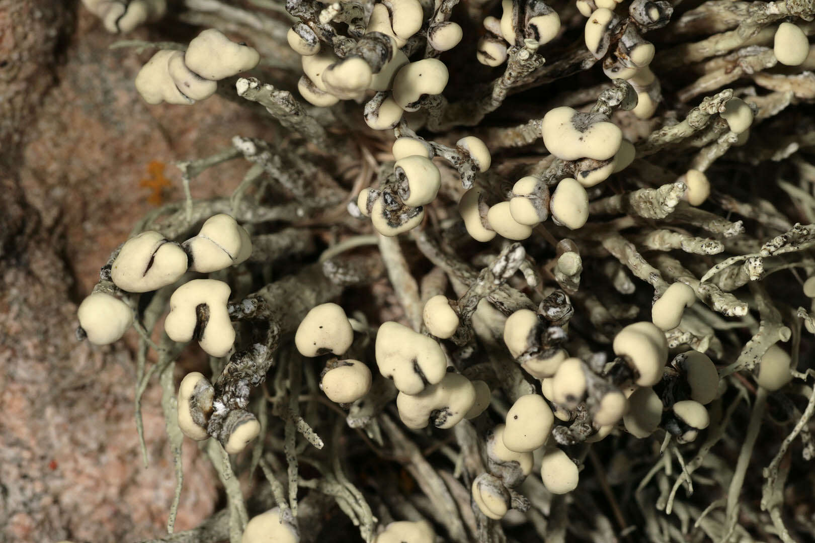 Image of usnea lichenoconium lichen