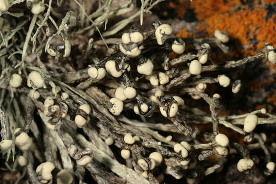 Image of usnea lichenoconium lichen