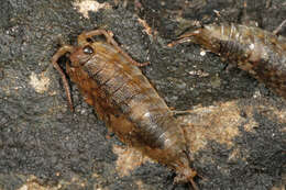 Image of Ligia oceanica