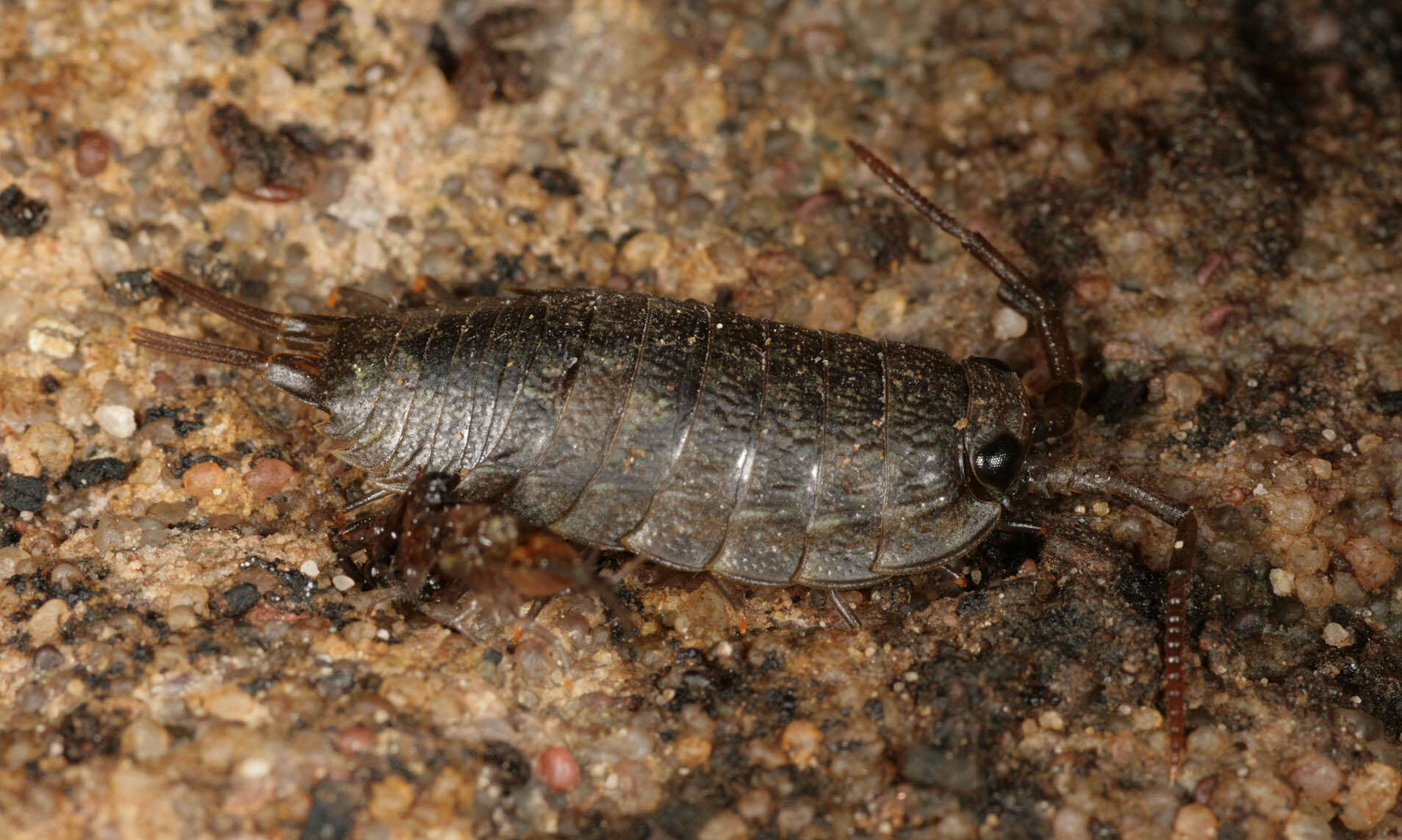 Image of Ligia oceanica