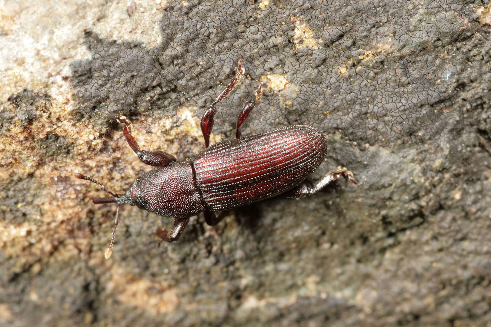 Image of Rhopalomesites tardii (Curtis & J. 1825)