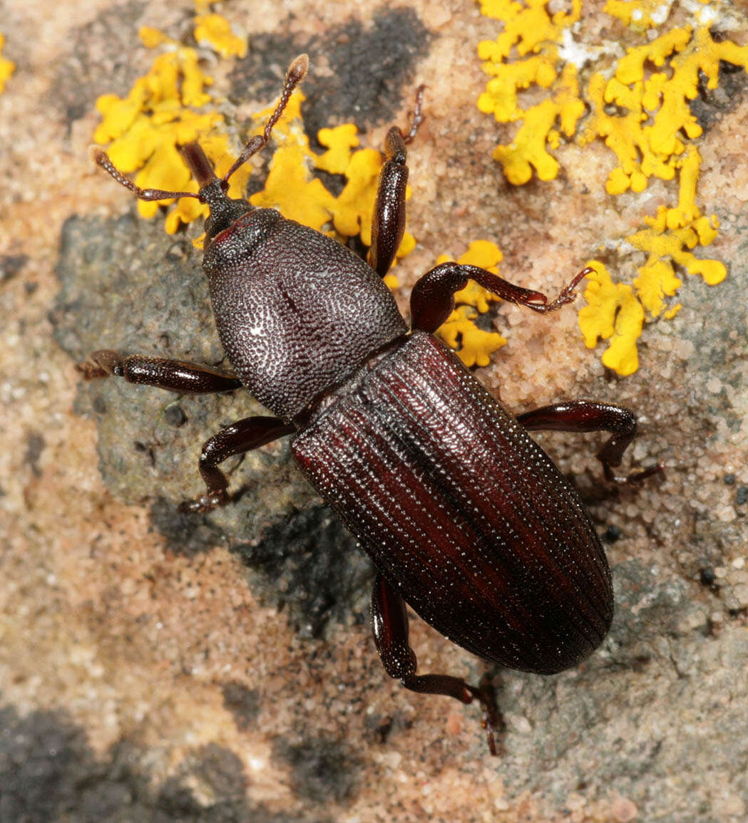 Image of Rhopalomesites tardii (Curtis & J. 1825)