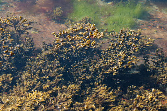 Image of Spiral or Spiralled Wrack