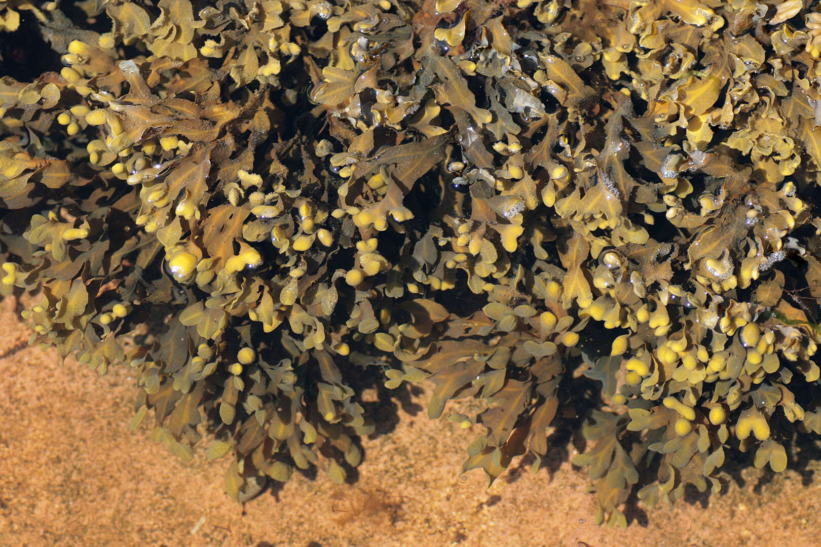 Image of Spiral or Spiralled Wrack