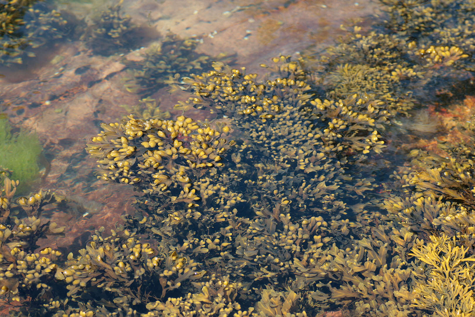 Image of Spiral or Spiralled Wrack