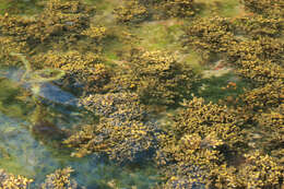 Image of Spiral or Spiralled Wrack