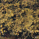 Image of Pelvetia canaliculata