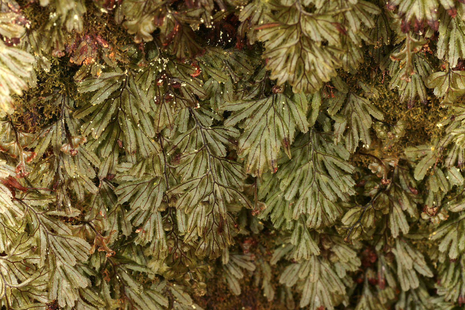 Hymenophyllum tunbrigense (L.) Sm. resmi