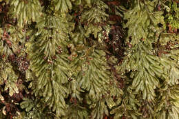 Hymenophyllum tunbrigense (L.) Sm. resmi