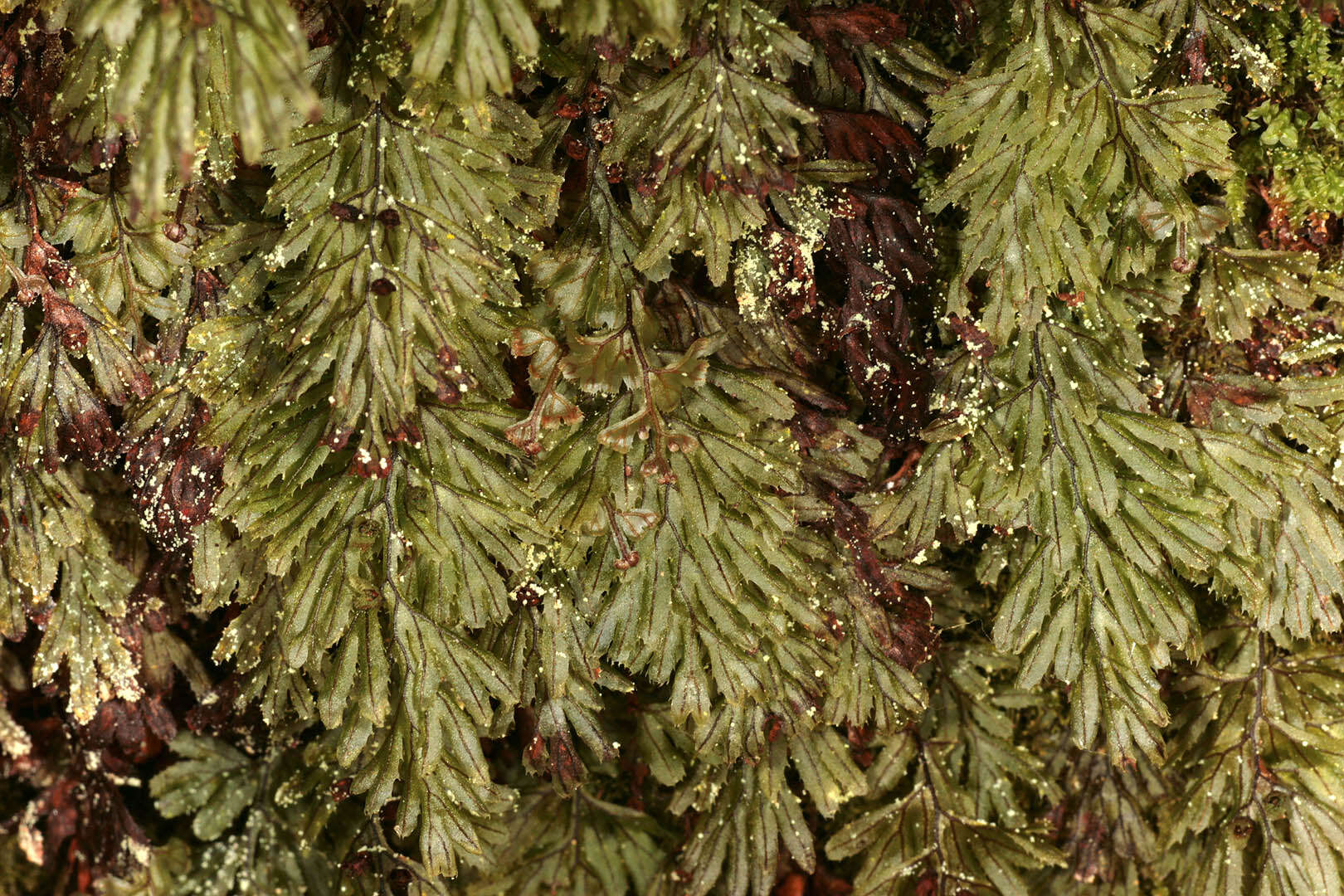 Image of Tunbridge filmy fern