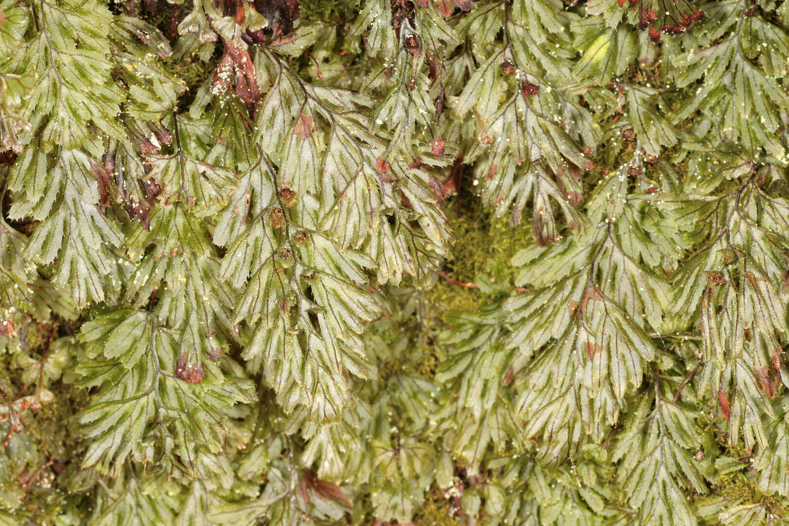 Hymenophyllum tunbrigense (L.) Sm. resmi