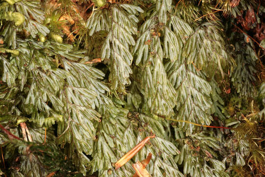 Image of Tunbridge filmy fern