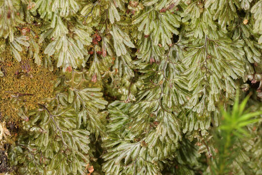 Imagem de Hymenophyllum tunbrigense (L.) Sm.