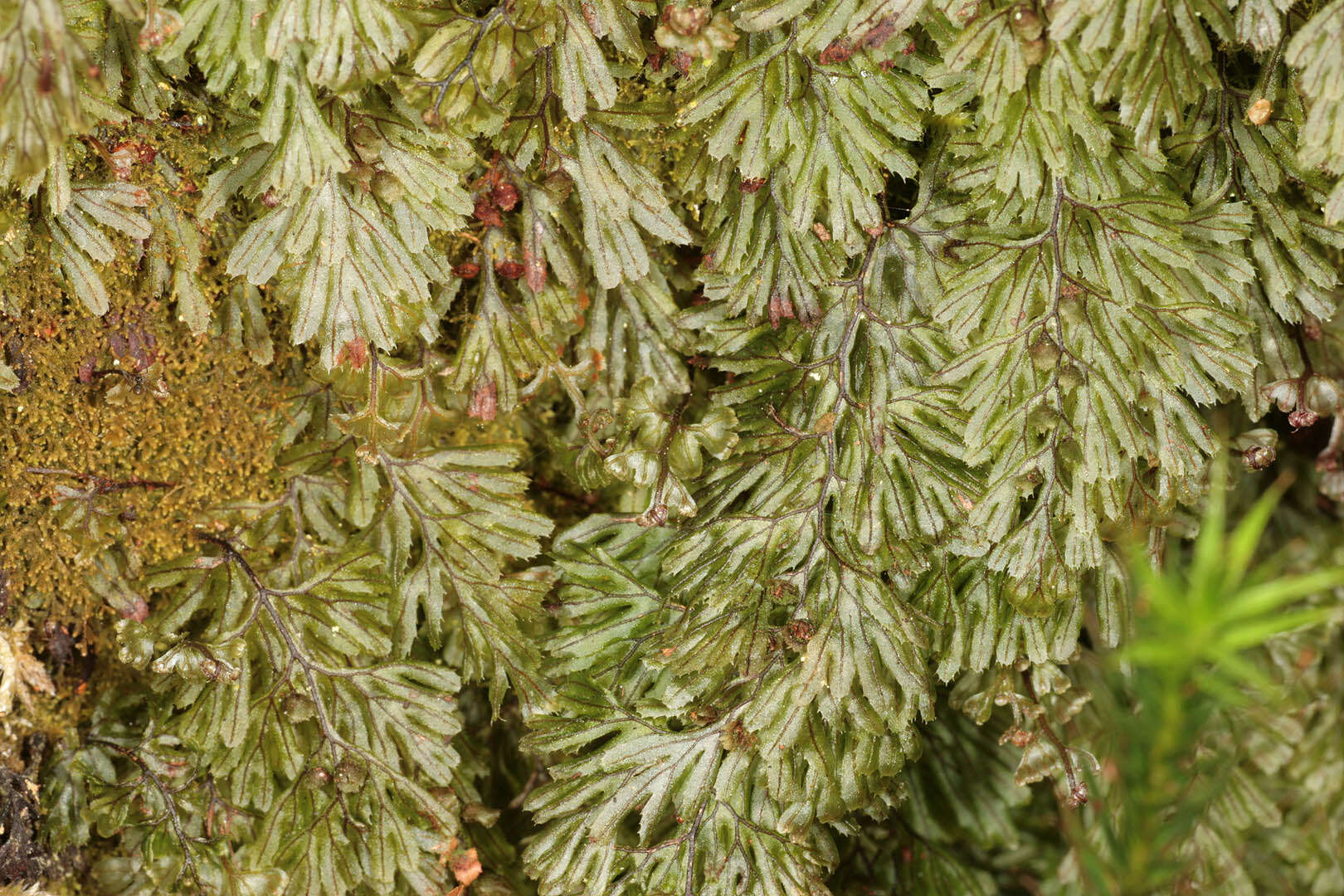 Hymenophyllum tunbrigense (L.) Sm. resmi