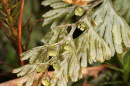 Hymenophyllum tunbrigense (L.) Sm. resmi