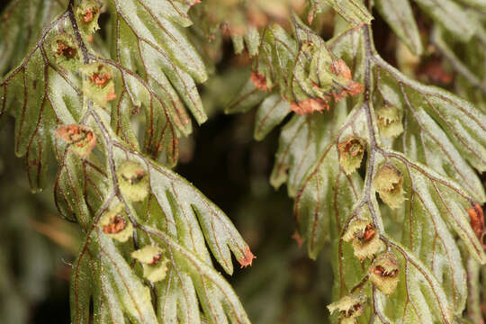 Imagem de Hymenophyllum tunbrigense (L.) Sm.