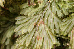 Hymenophyllum tunbrigense (L.) Sm. resmi