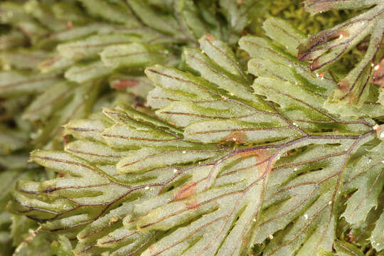 Image of Tunbridge filmy fern