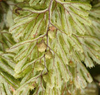 Hymenophyllum tunbrigense (L.) Sm. resmi