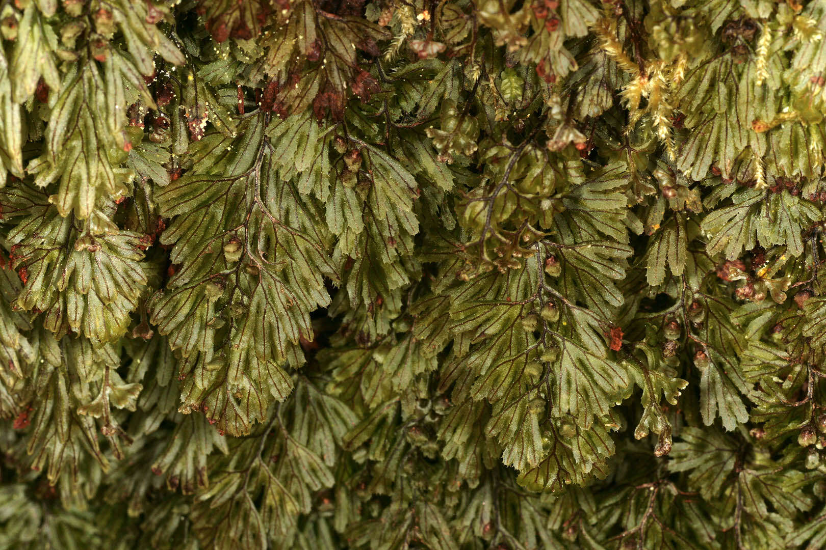 Hymenophyllum tunbrigense (L.) Sm. resmi