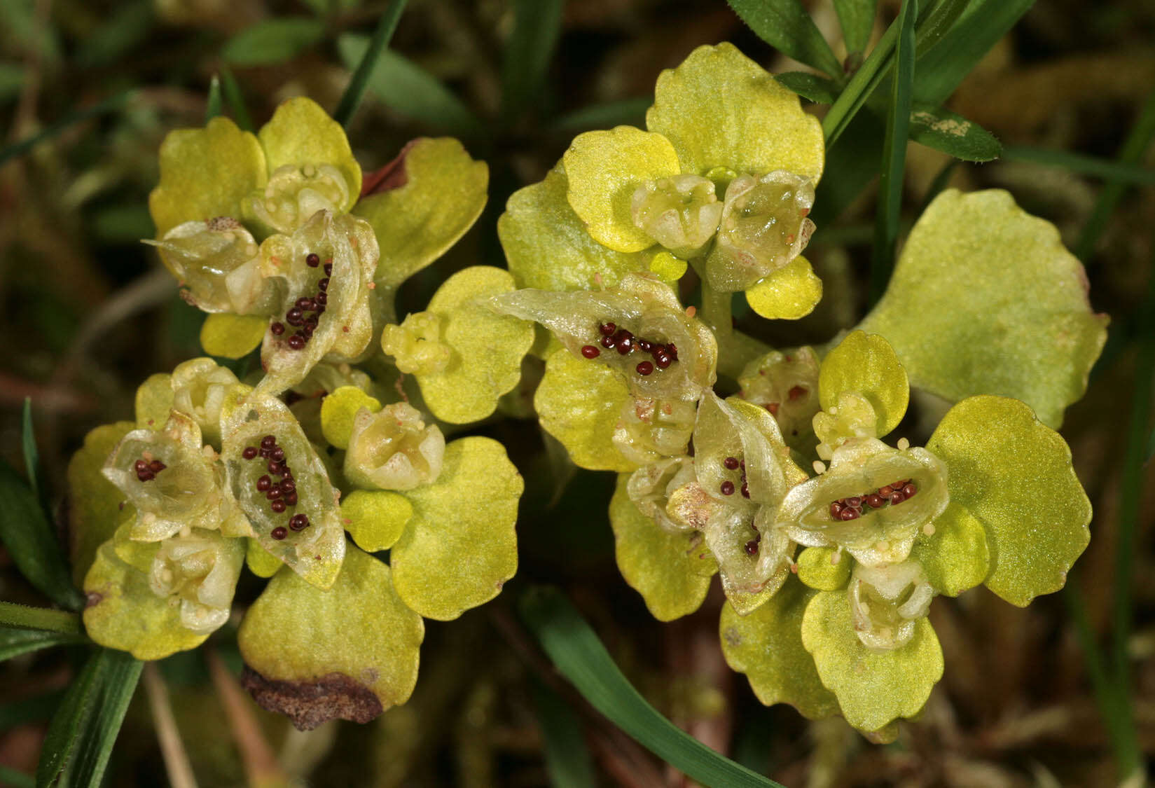 Слика од Chrysosplenium oppositifolium L.