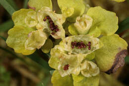 Слика од Chrysosplenium oppositifolium L.