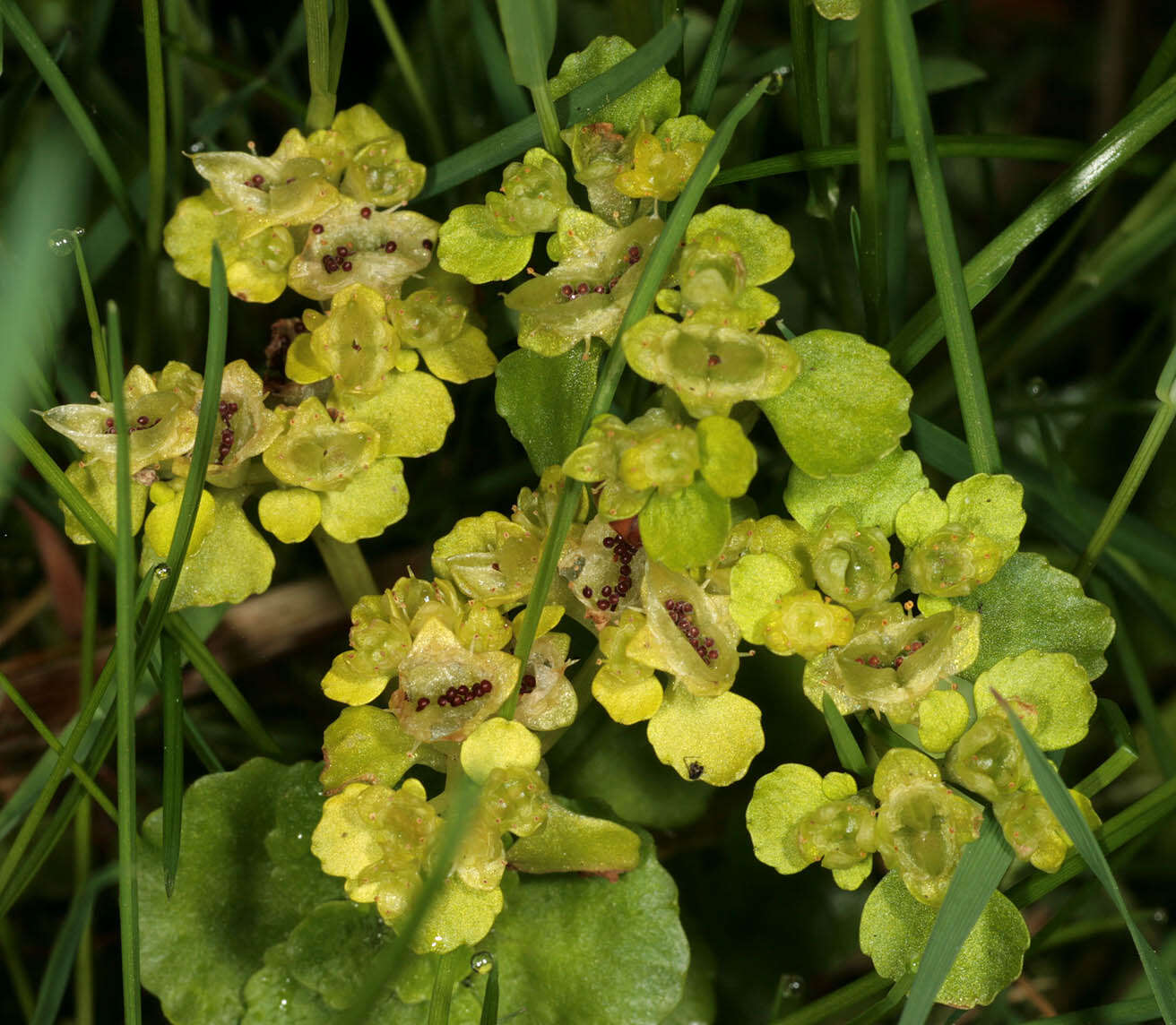 Слика од Chrysosplenium oppositifolium L.