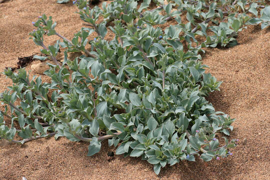 Mertensia maritima (L.) S. F. Gray resmi