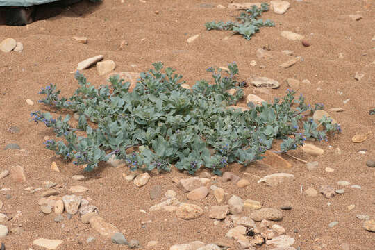 Mertensia maritima (L.) S. F. Gray resmi