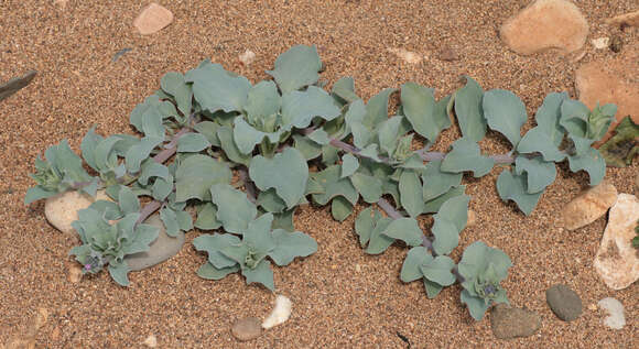 Mertensia maritima (L.) S. F. Gray resmi