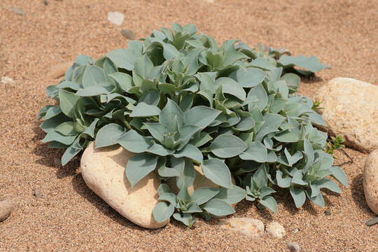 Mertensia maritima (L.) S. F. Gray resmi