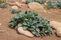 Mertensia maritima (L.) S. F. Gray resmi